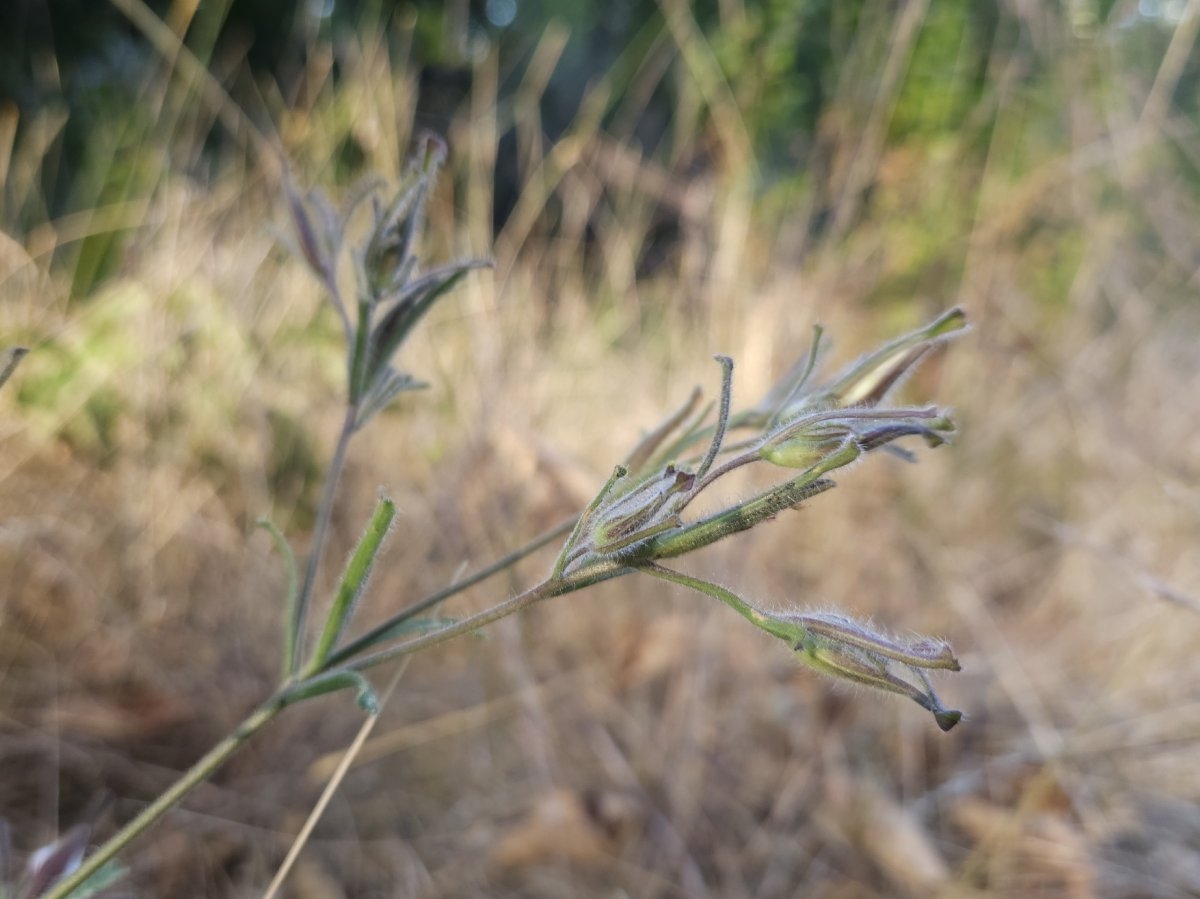 Cordylanthus pilosus ssp. pilosus