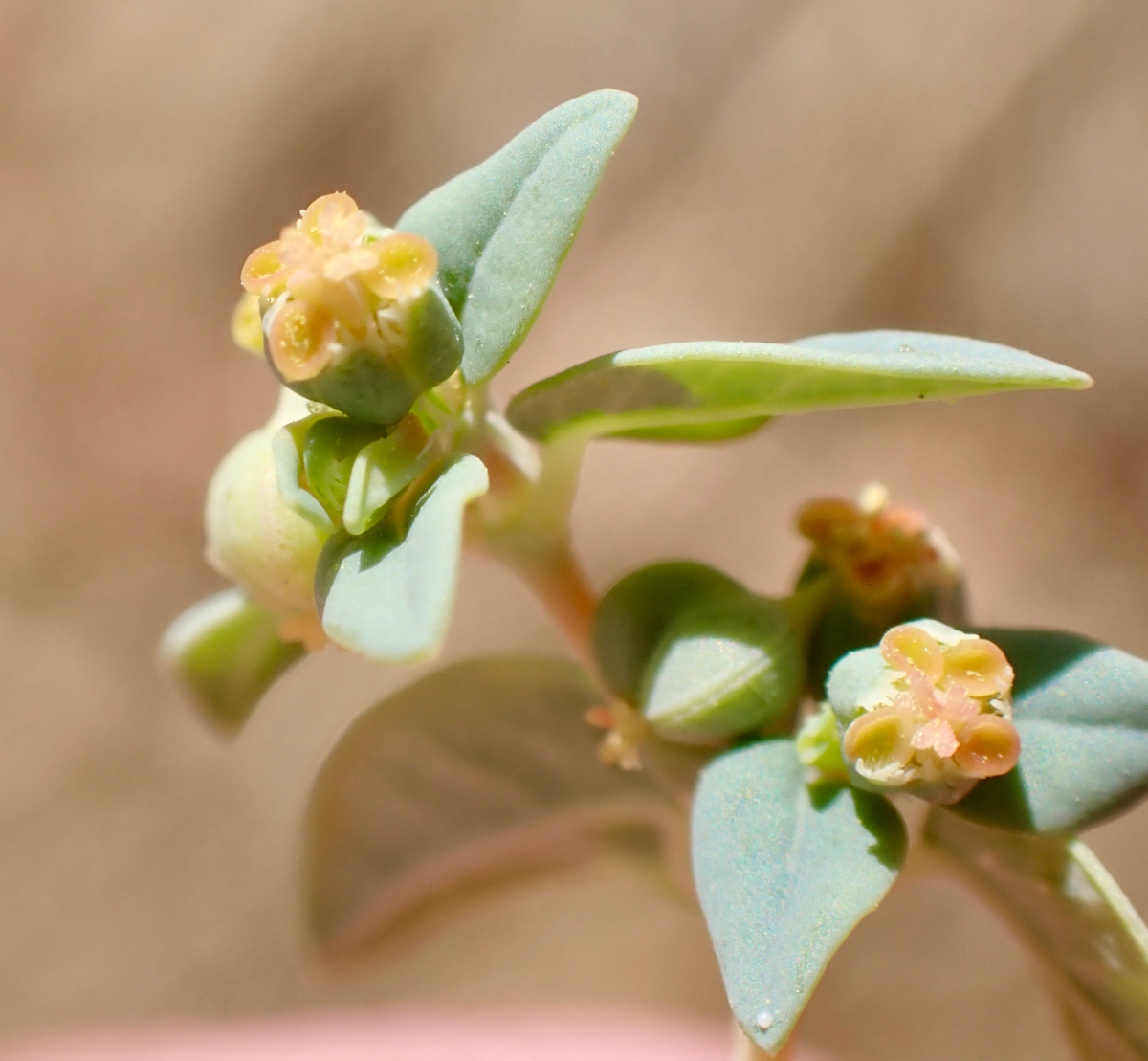 Euphorbia ocellata ssp. ocellata