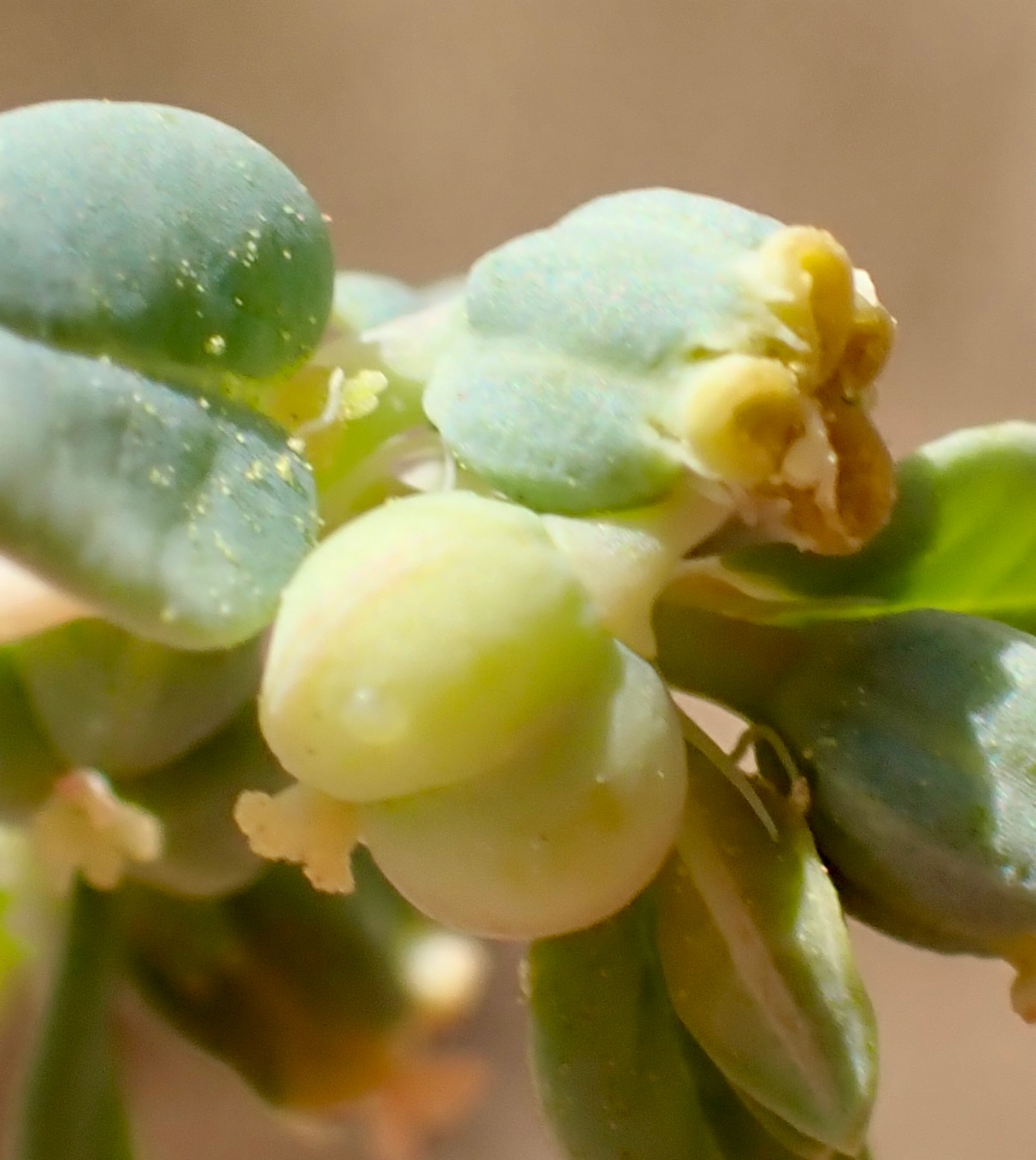 Euphorbia ocellata ssp. ocellata