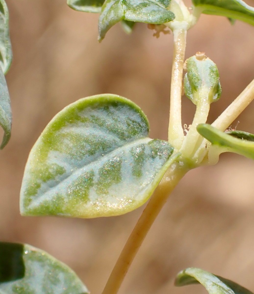 Euphorbia ocellata ssp. ocellata