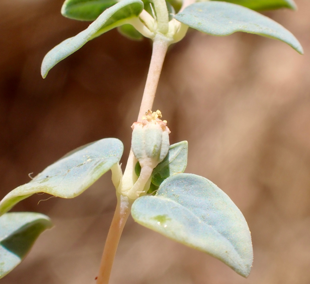 Euphorbia ocellata ssp. ocellata