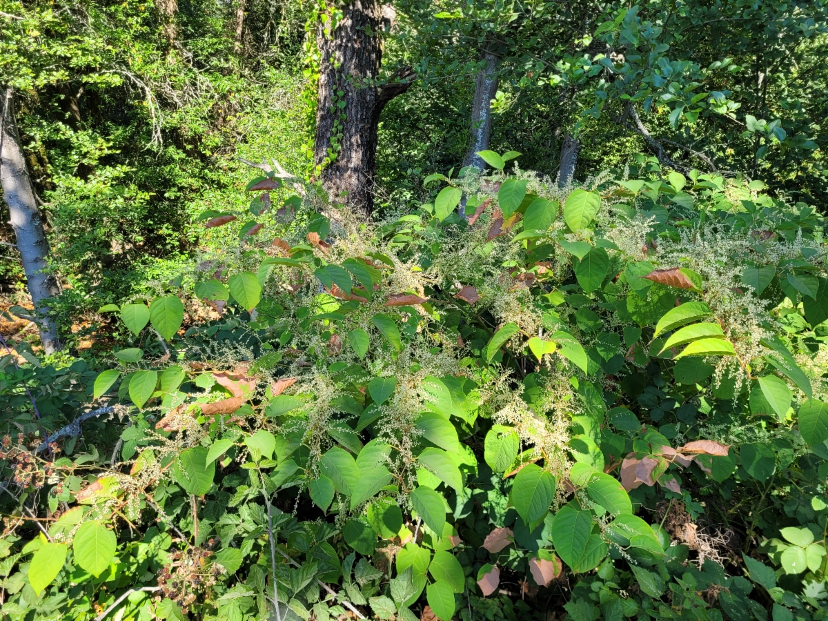 Fallopia japonica