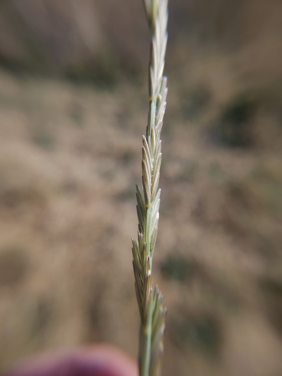 Elymus ponticus