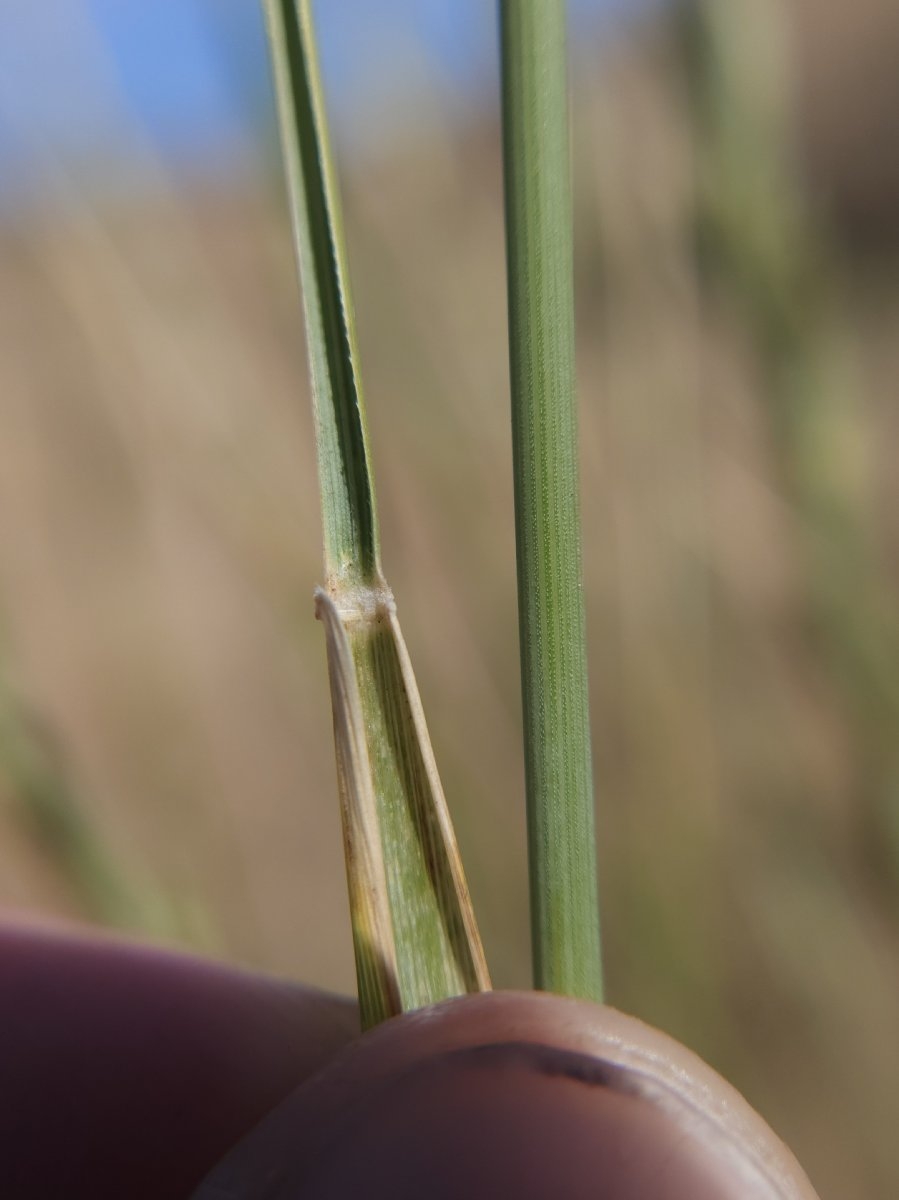 Elymus ponticus