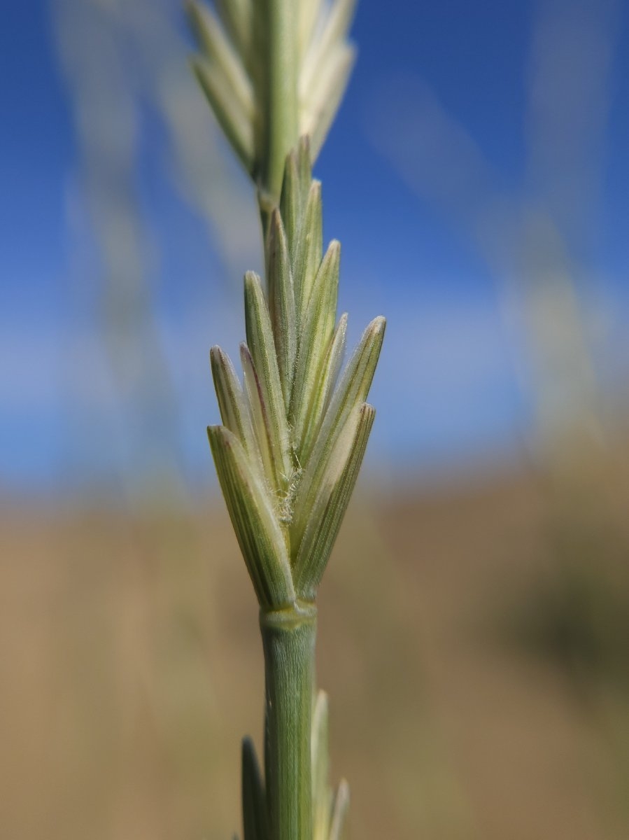 Elymus ponticus