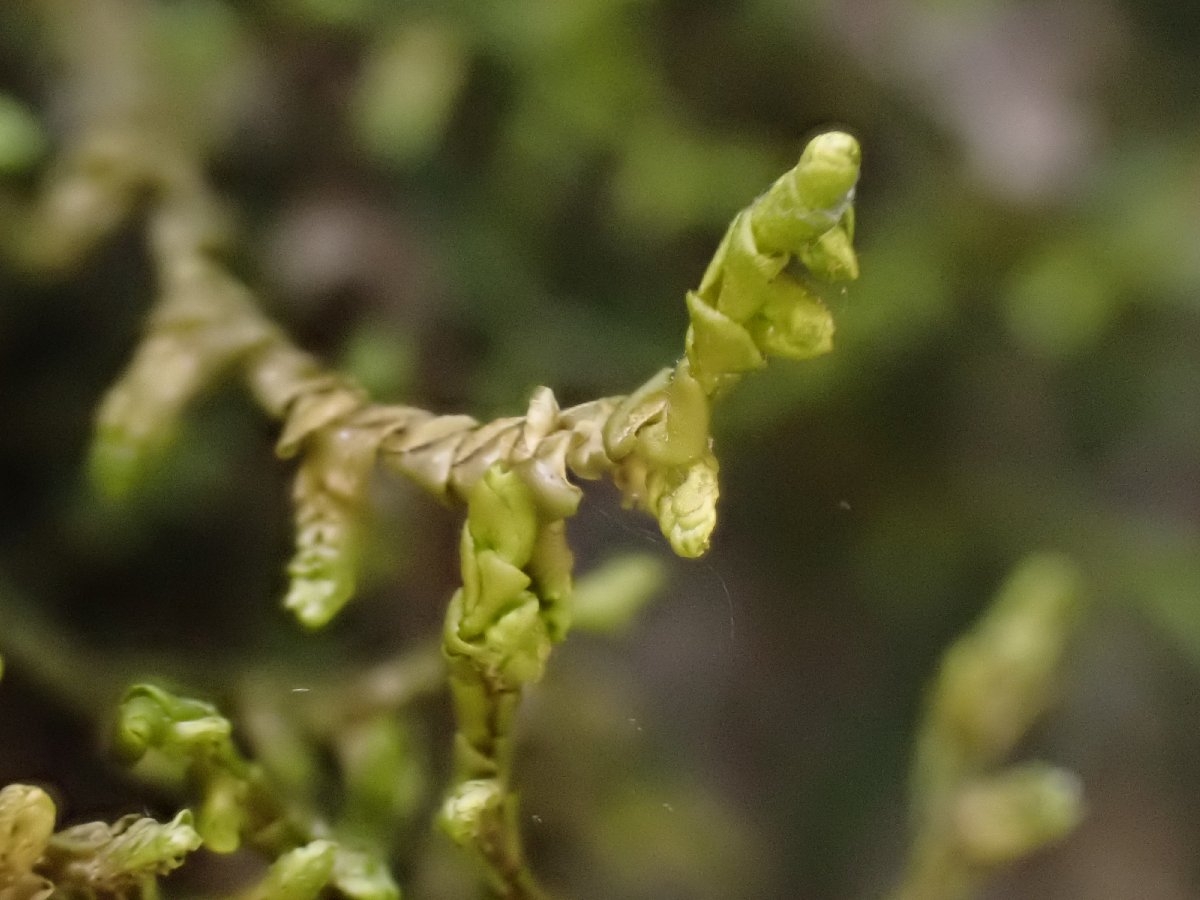 Porella navicularis