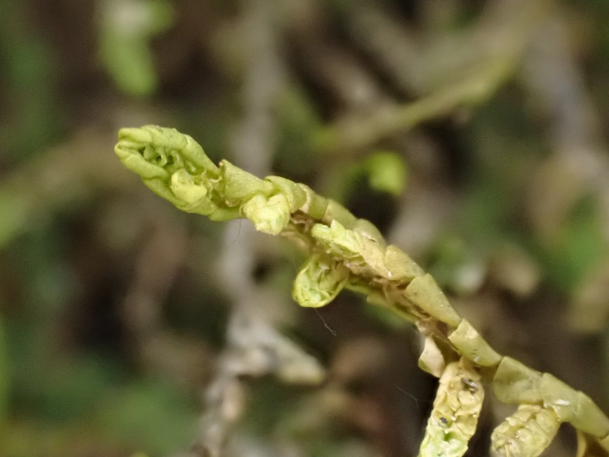 Porella navicularis