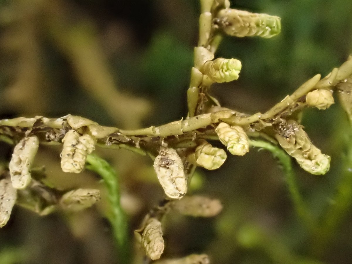 Porella navicularis