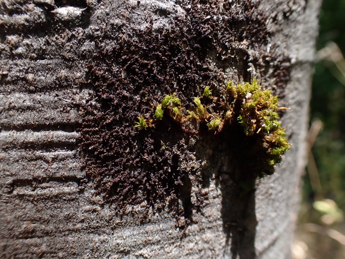 Frullania bolanderi