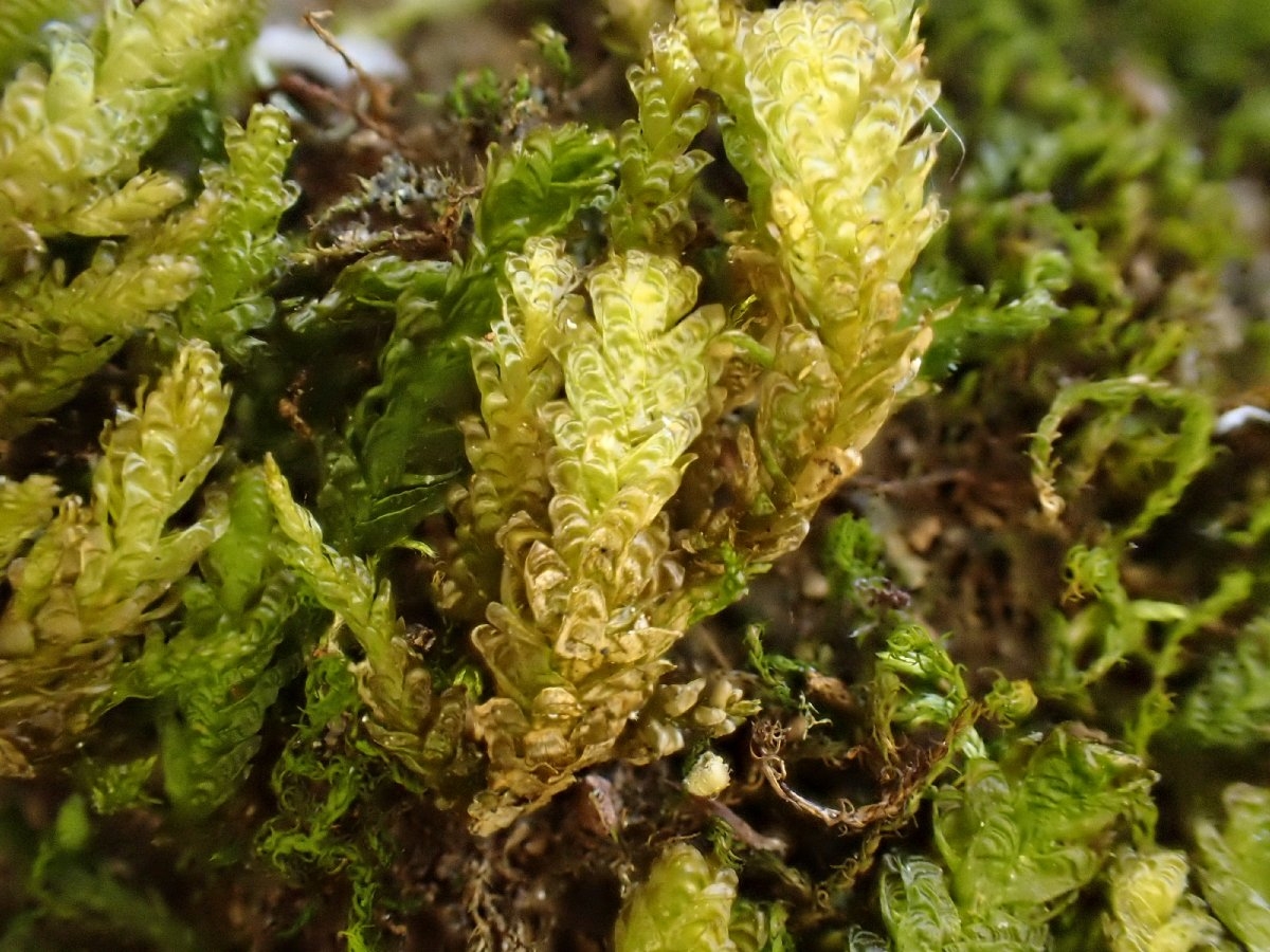 Metaneckera menziesii