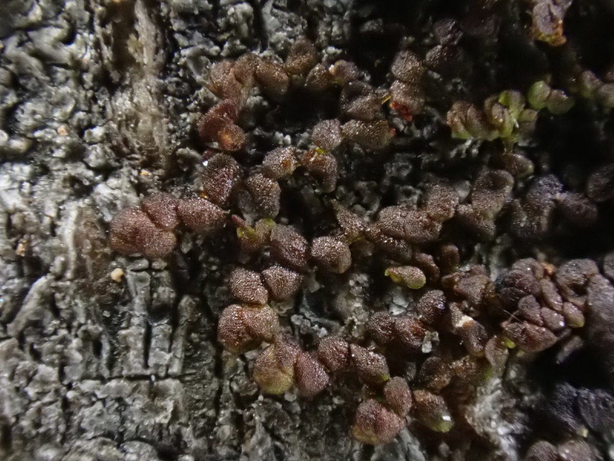 Frullania bolanderi