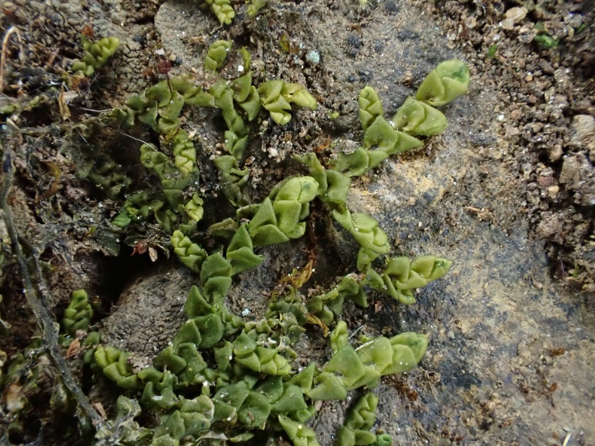 Porella bolanderi