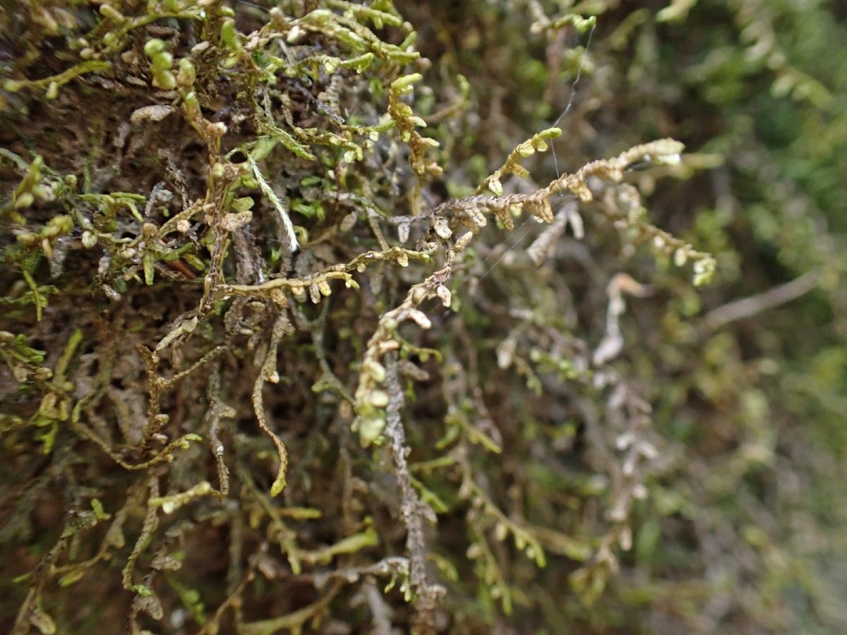 Porella navicularis