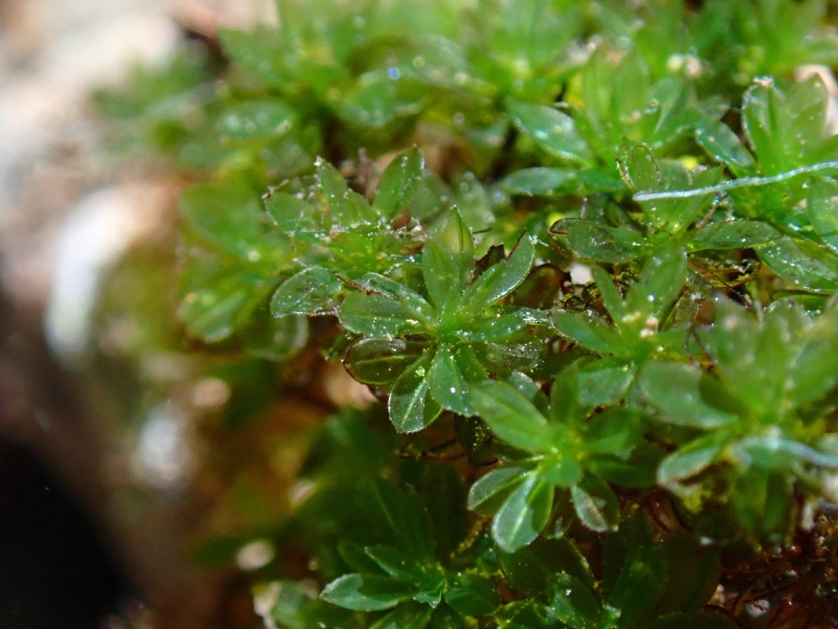 Crumia latifolia