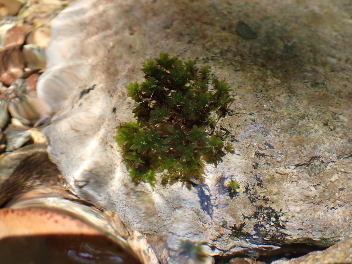 Crumia latifolia