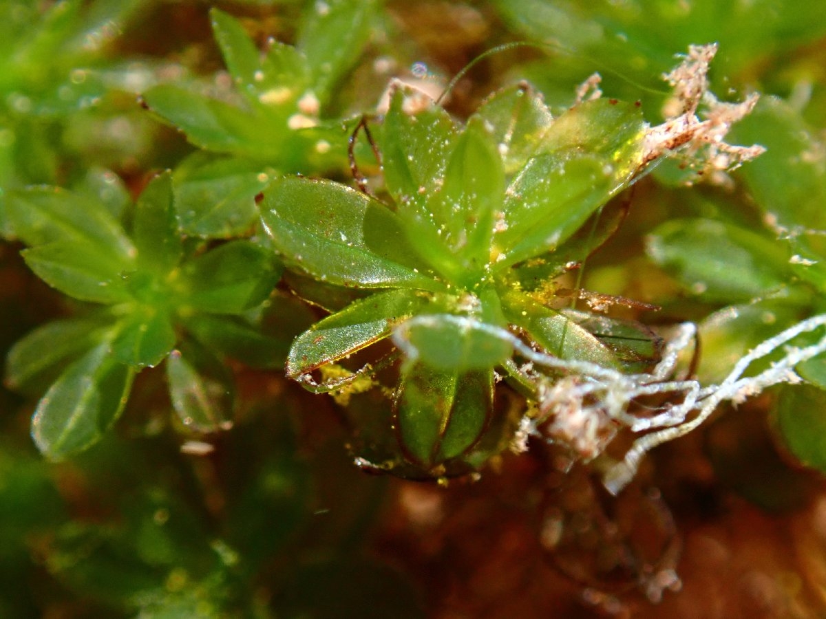 Crumia latifolia