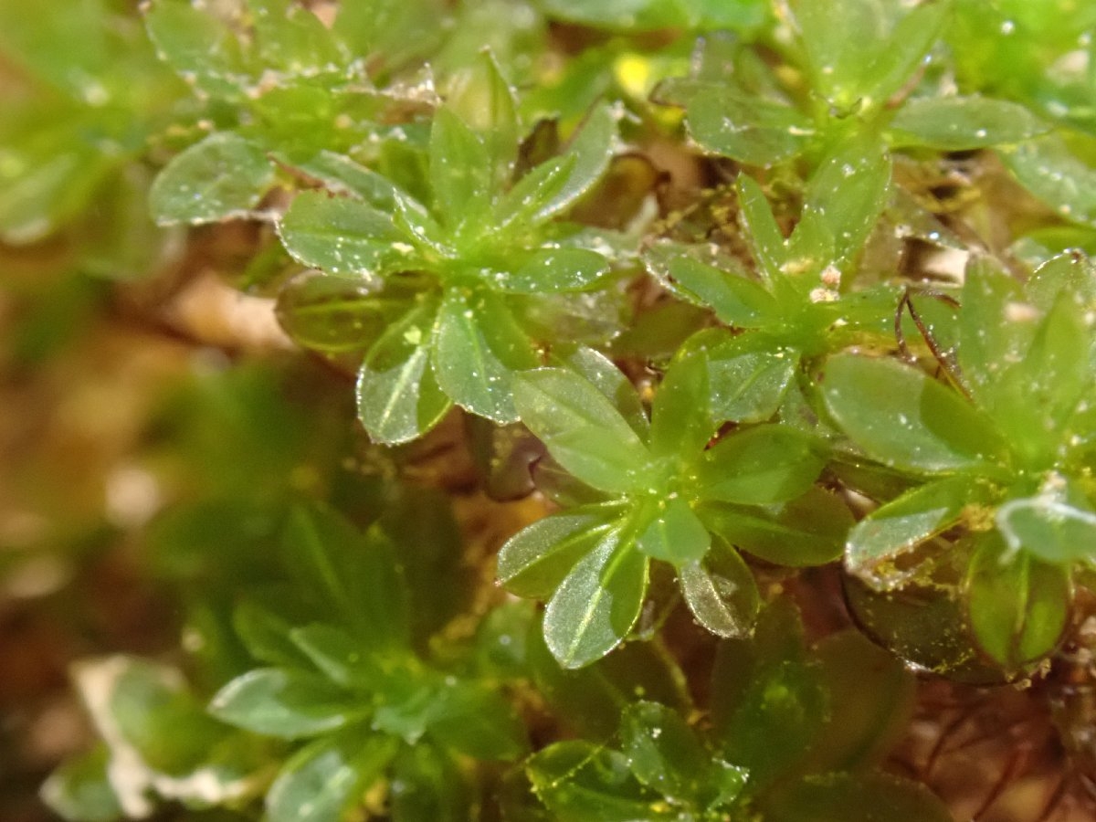 Crumia latifolia