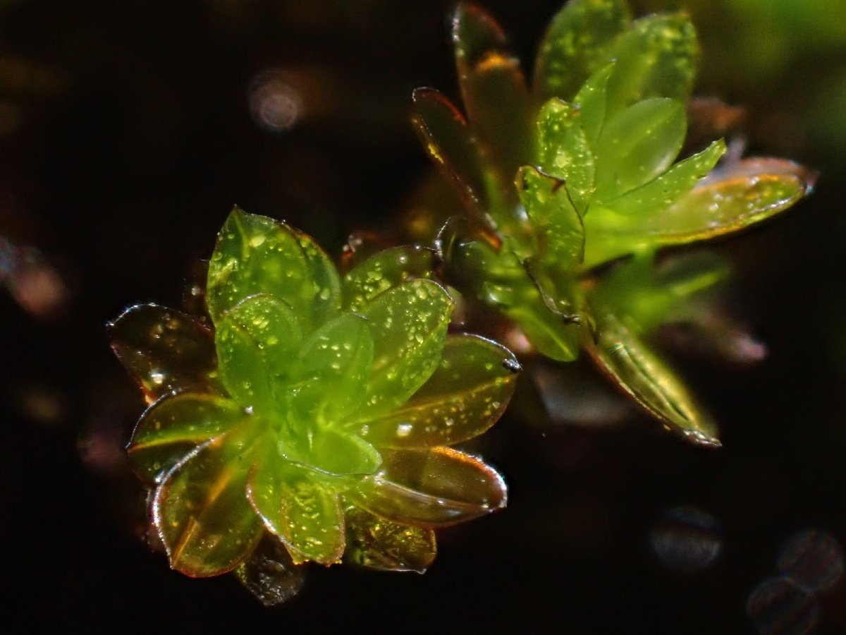 Crumia latifolia