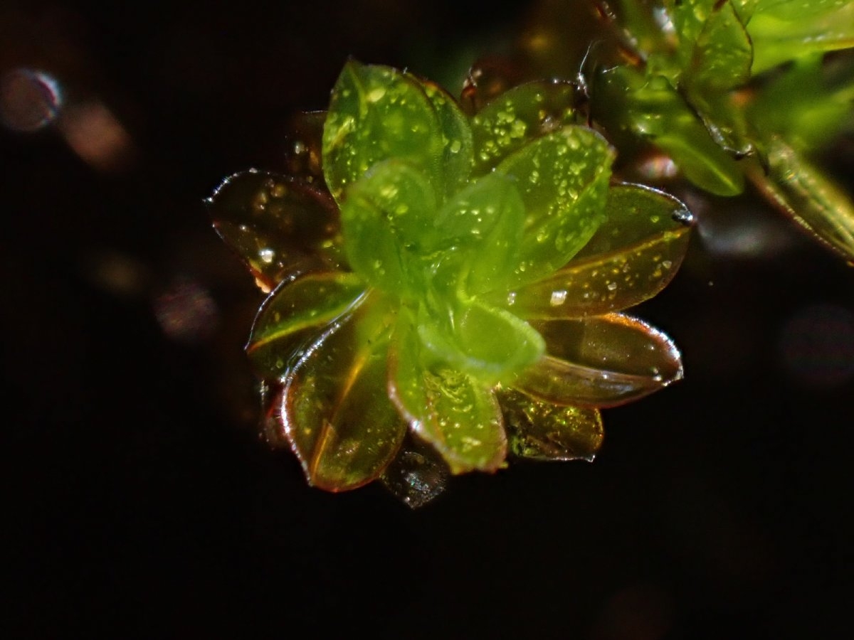 Crumia latifolia