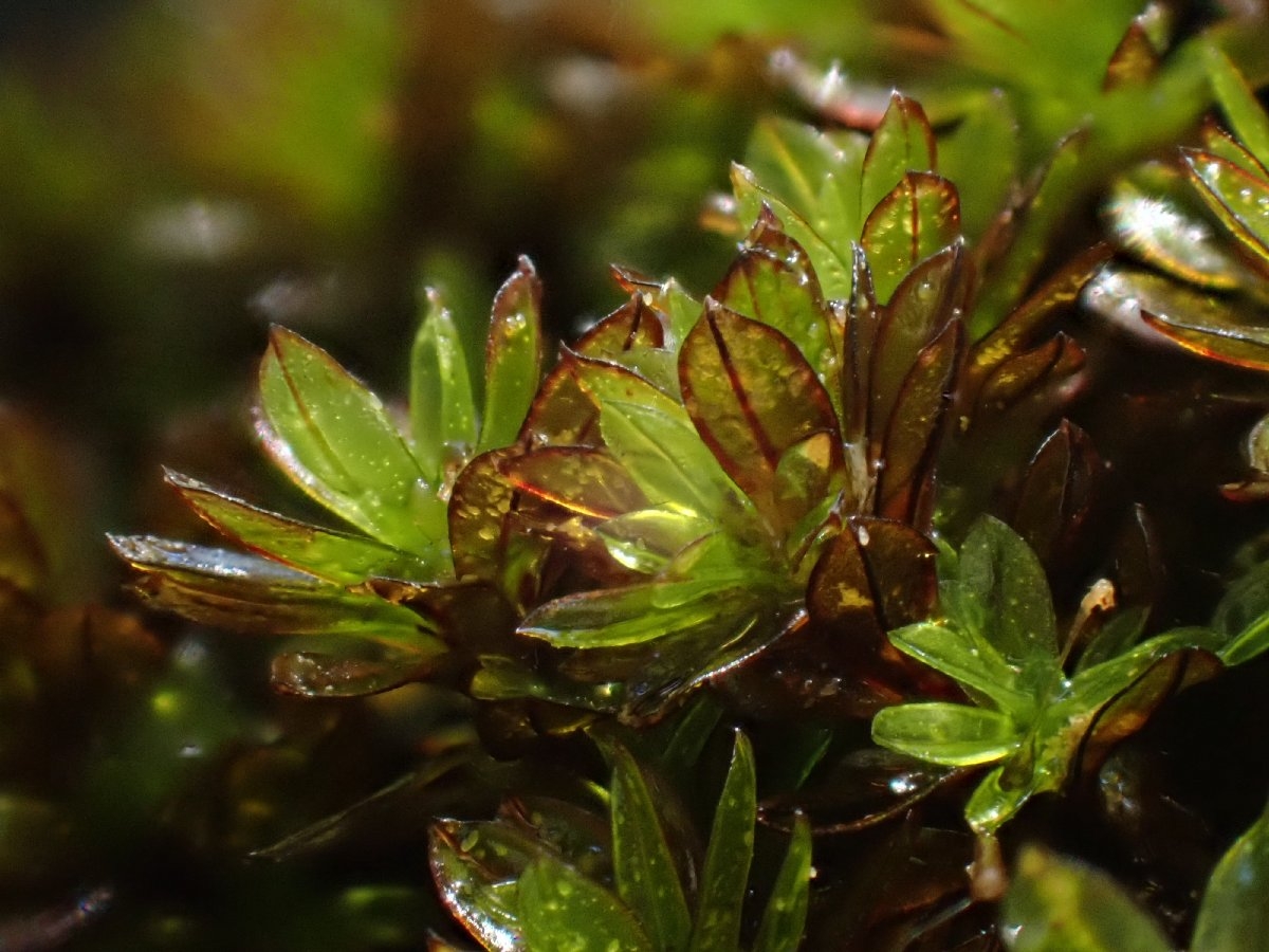 Crumia latifolia