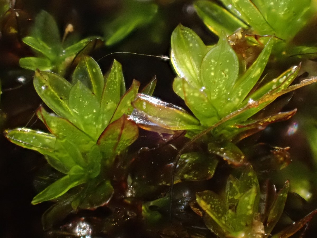 Crumia latifolia