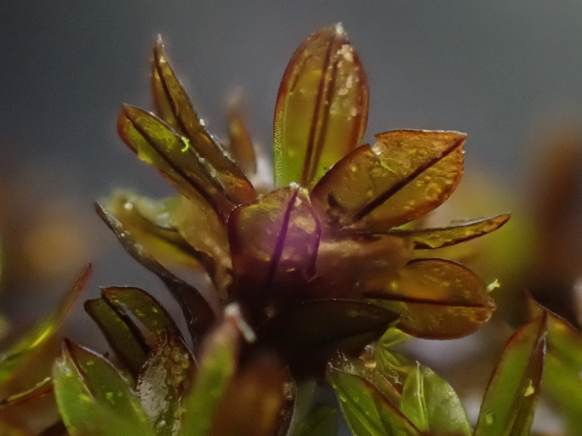 Crumia latifolia