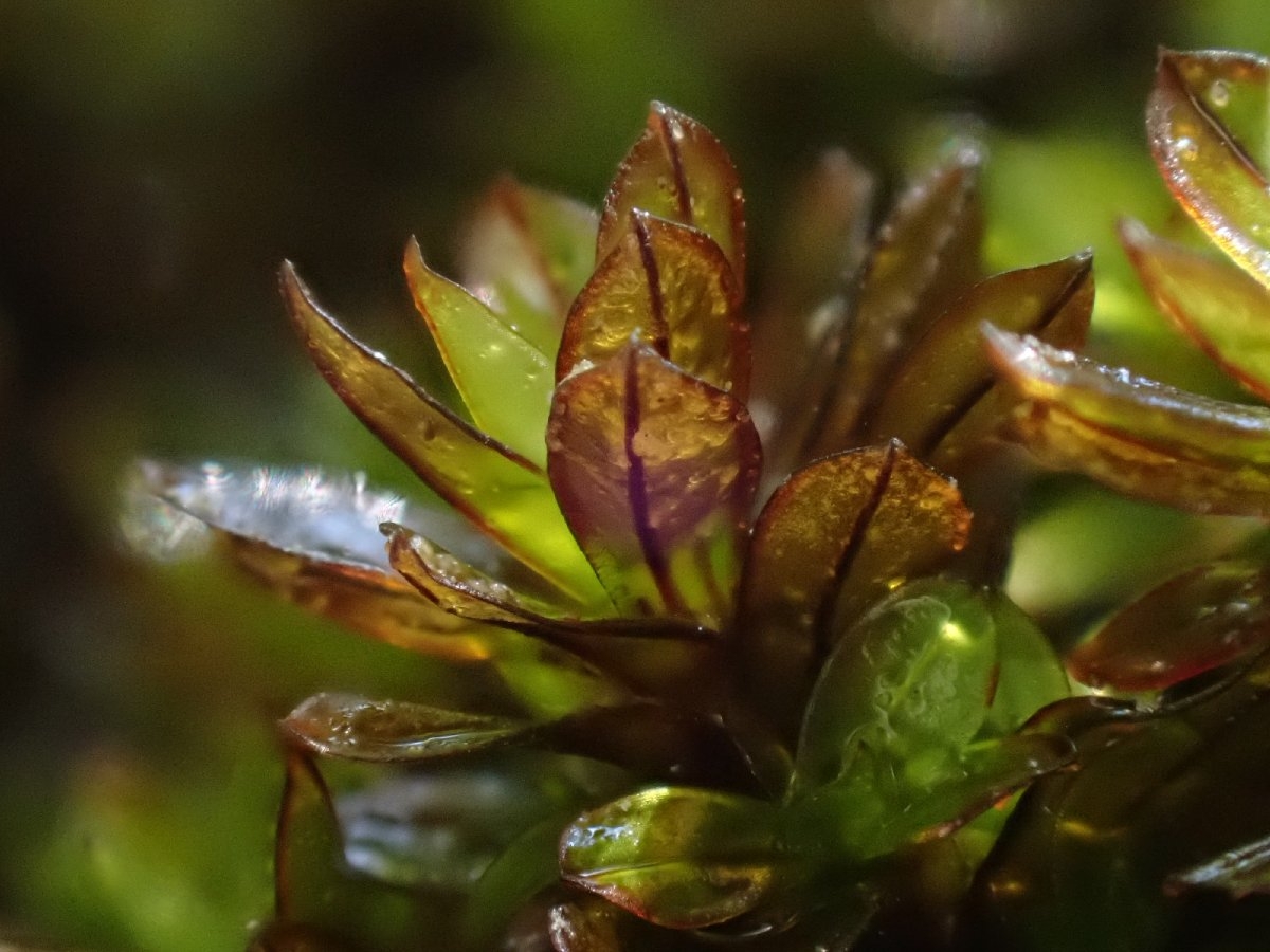 Crumia latifolia