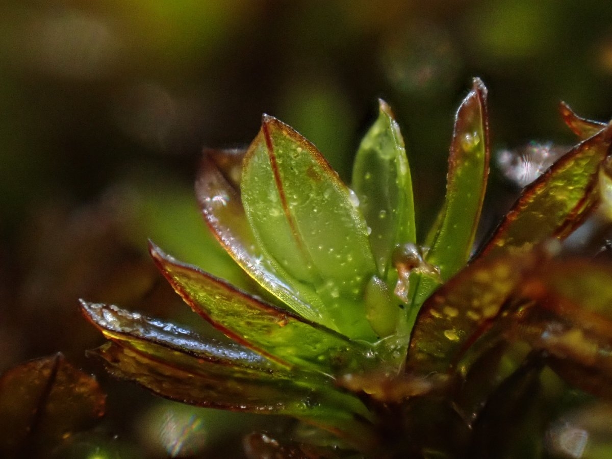 Crumia latifolia