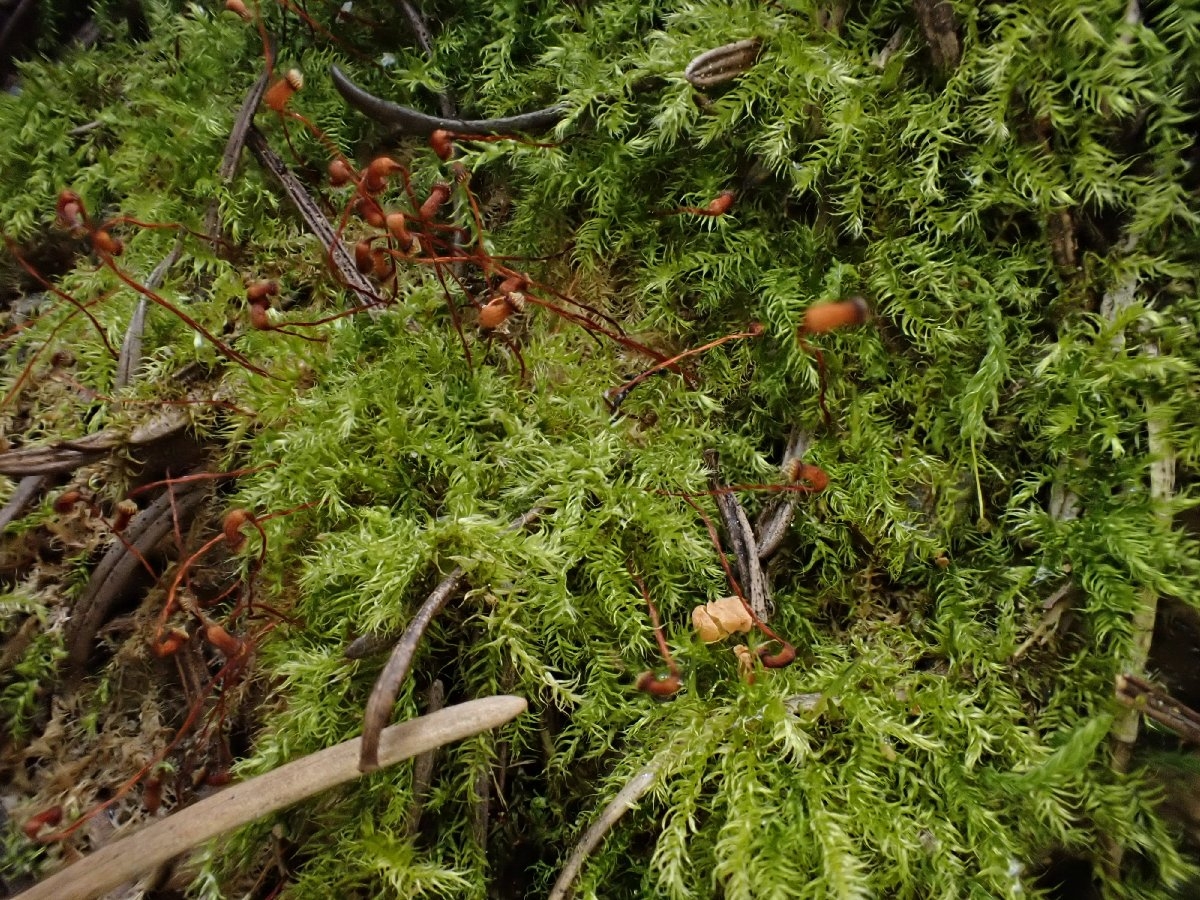 Brachytheciastrum velutinum