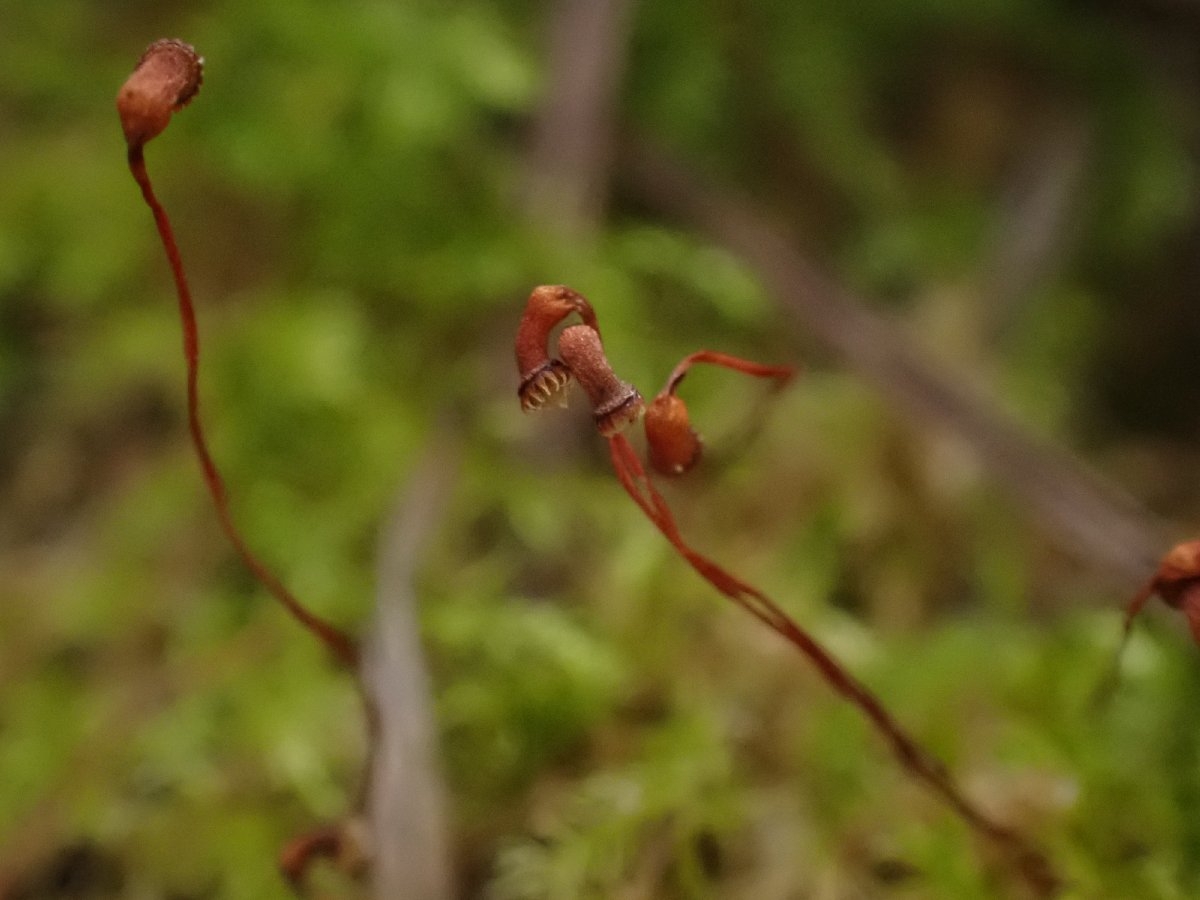 Brachytheciastrum velutinum