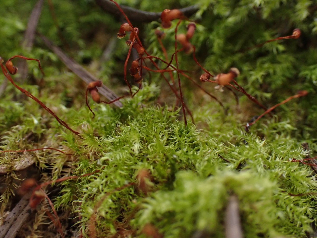 Brachytheciastrum velutinum