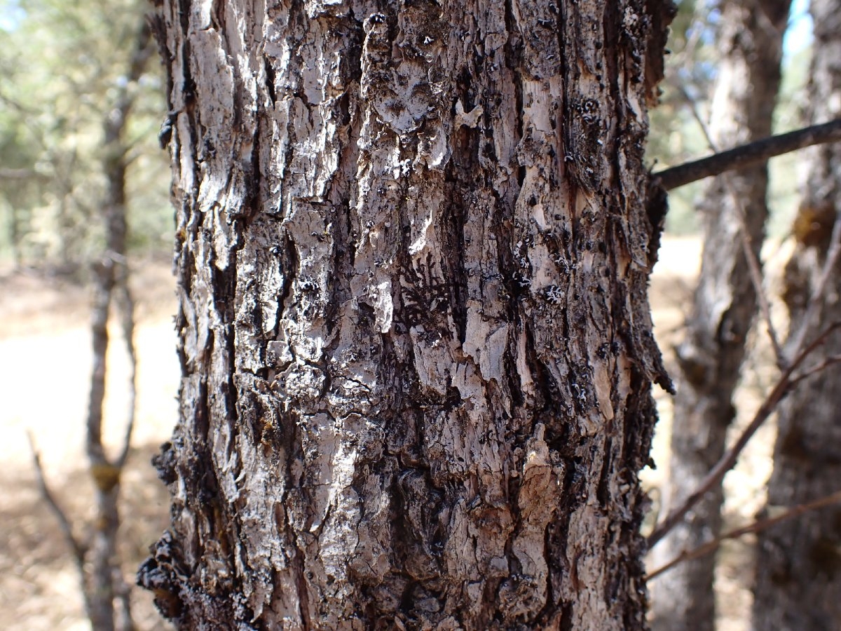 Frullania bolanderi