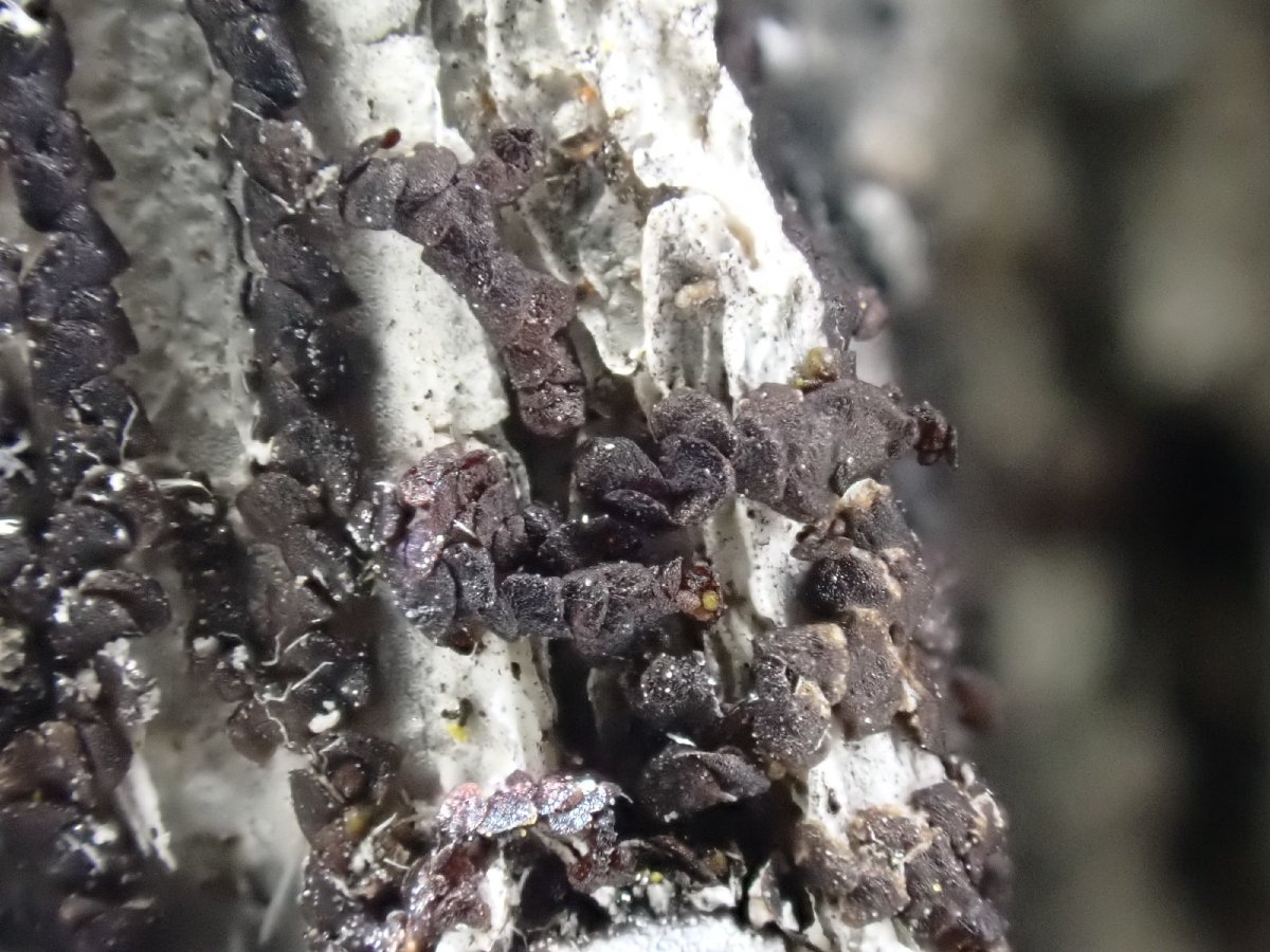 Frullania bolanderi