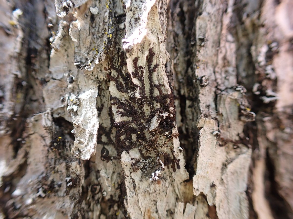 Frullania bolanderi