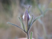 Cordylanthus pilosus