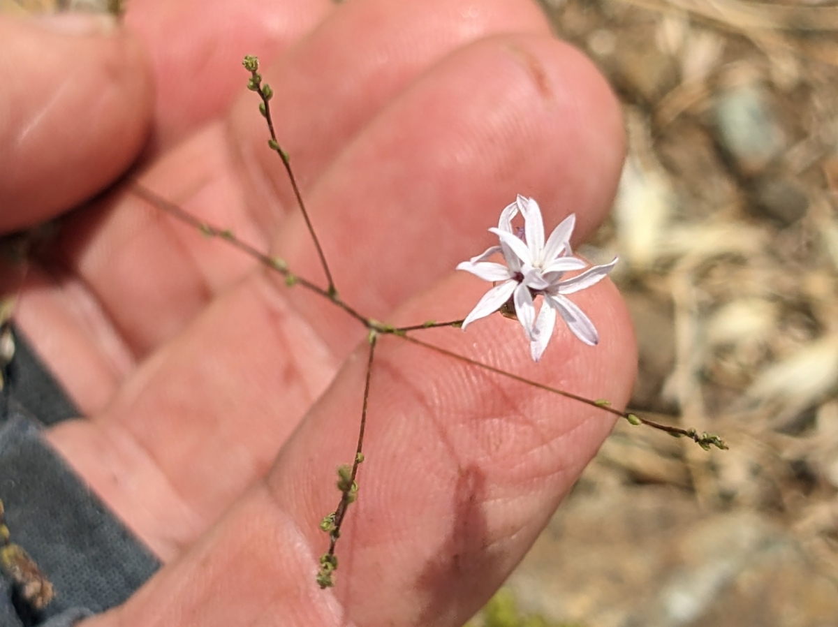 Lessingia nemaclada