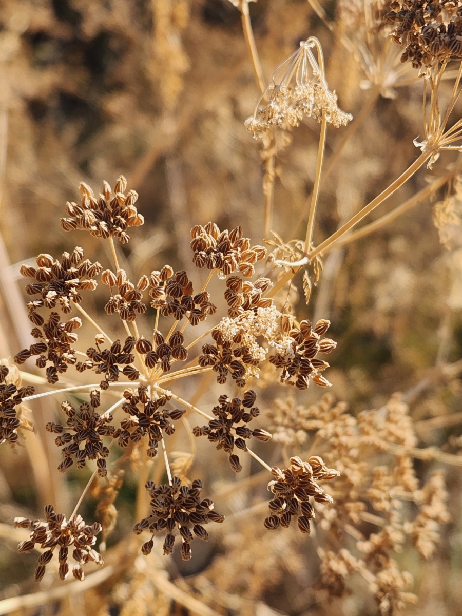 Conium maculatum