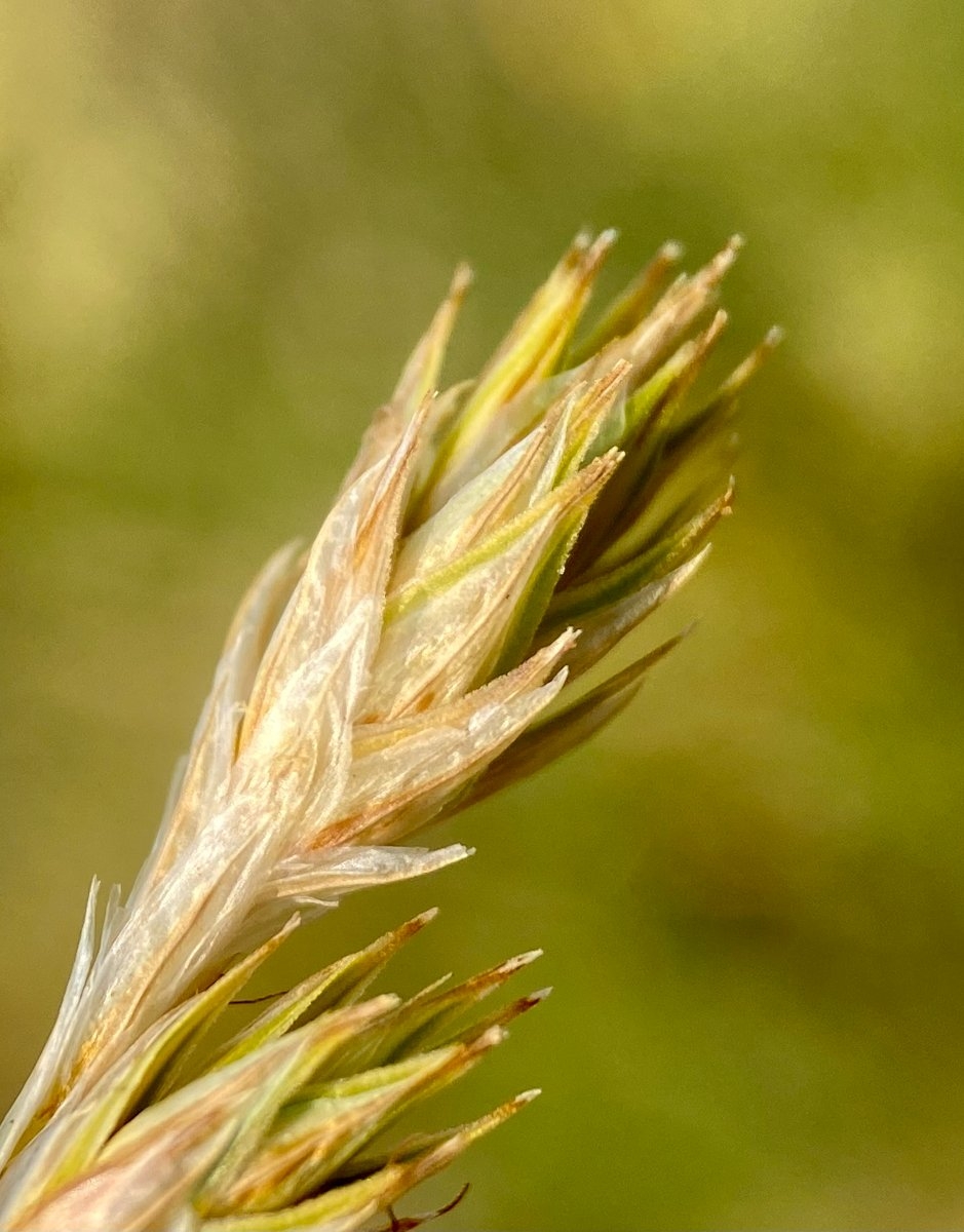 Carex petasata