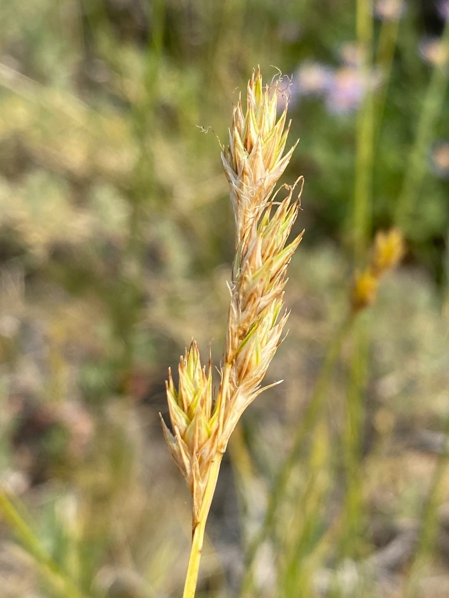 Carex petasata