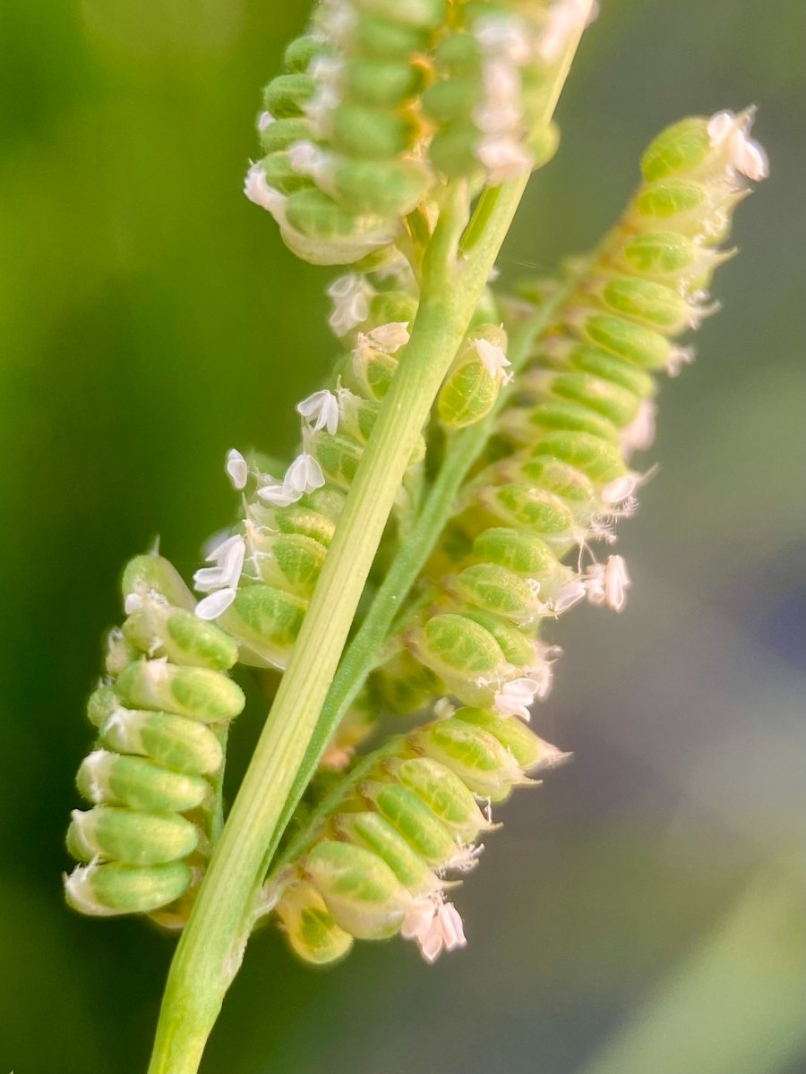 Beckmannia syzigachne