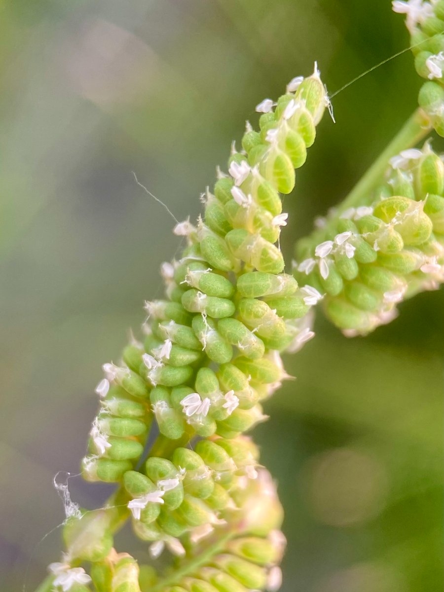 Beckmannia syzigachne