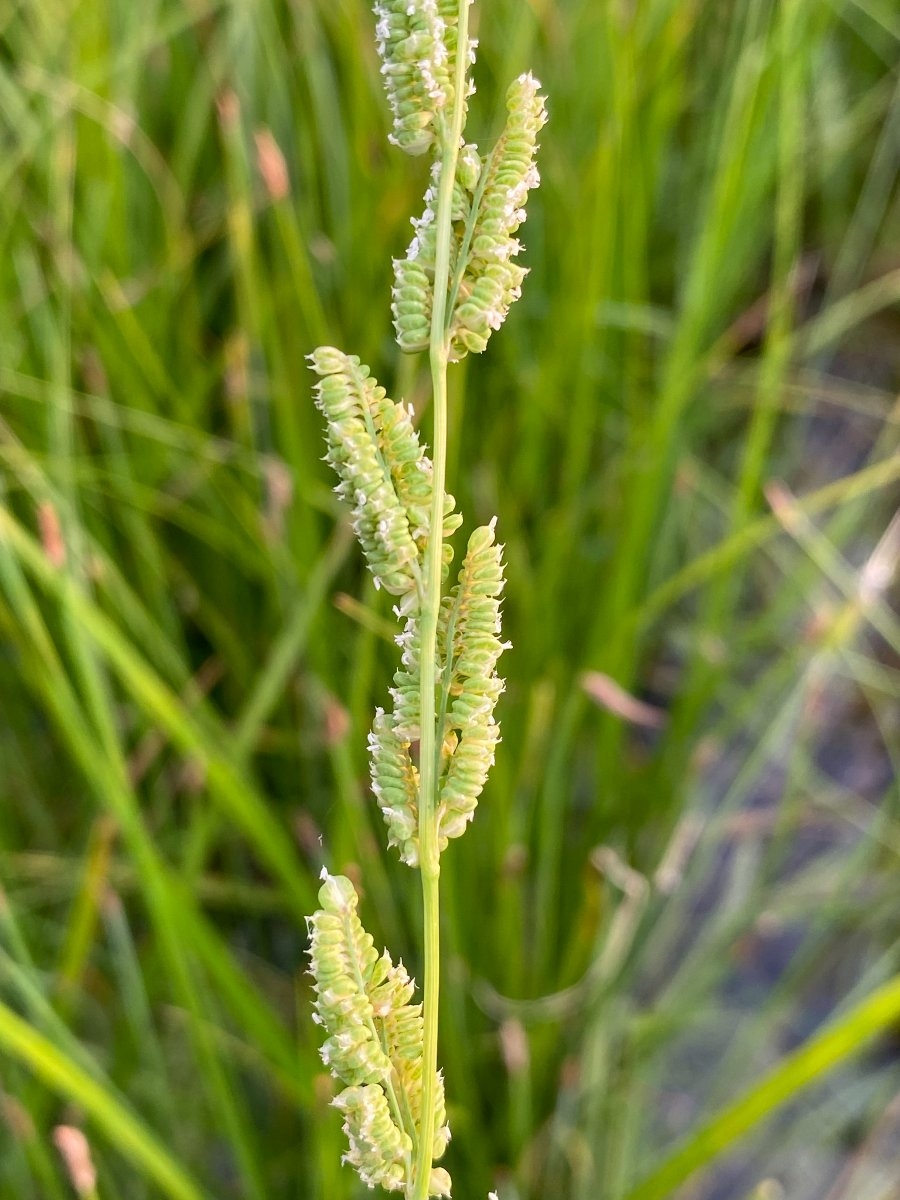 Beckmannia syzigachne