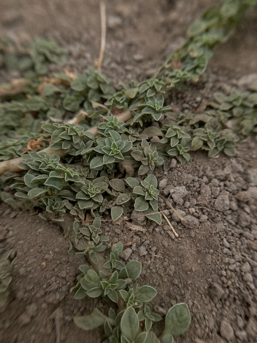 Amaranthus blitoides