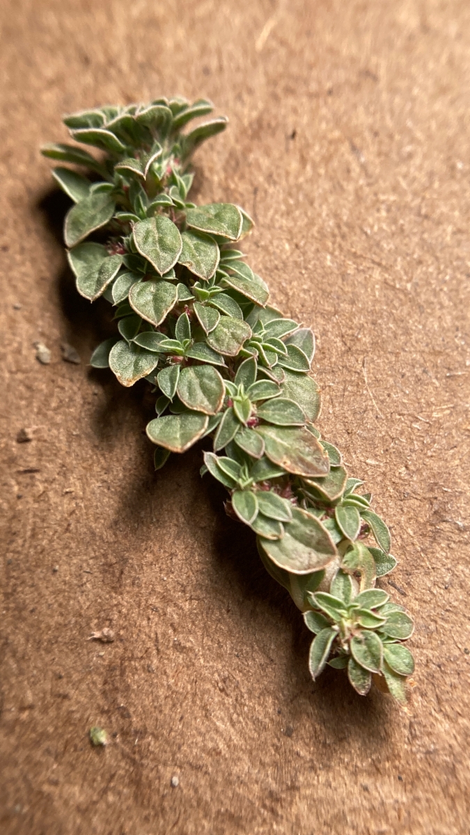 Amaranthus blitoides