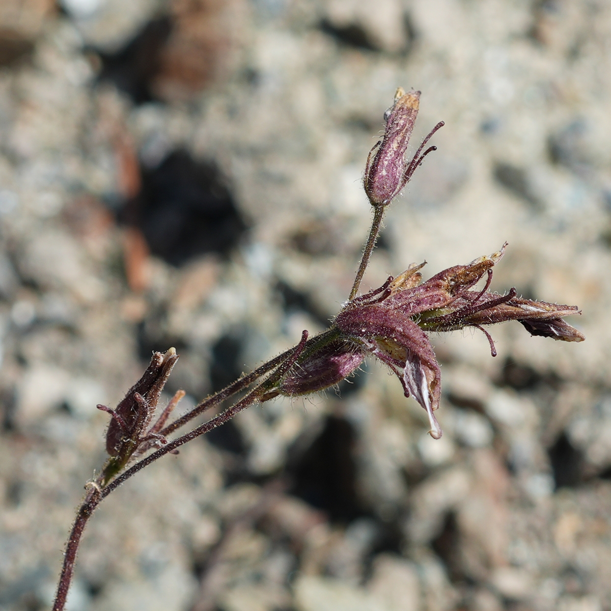 Cordylanthus tenuis ssp. viscidus