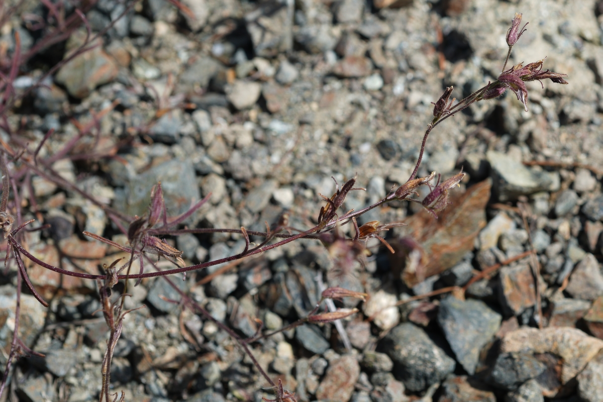 Cordylanthus tenuis ssp. viscidus