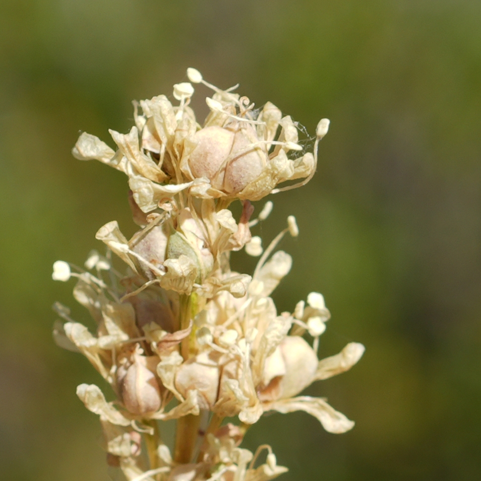 Xerophyllum tenax