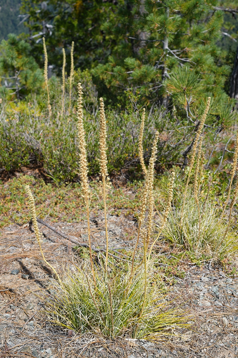 Xerophyllum tenax