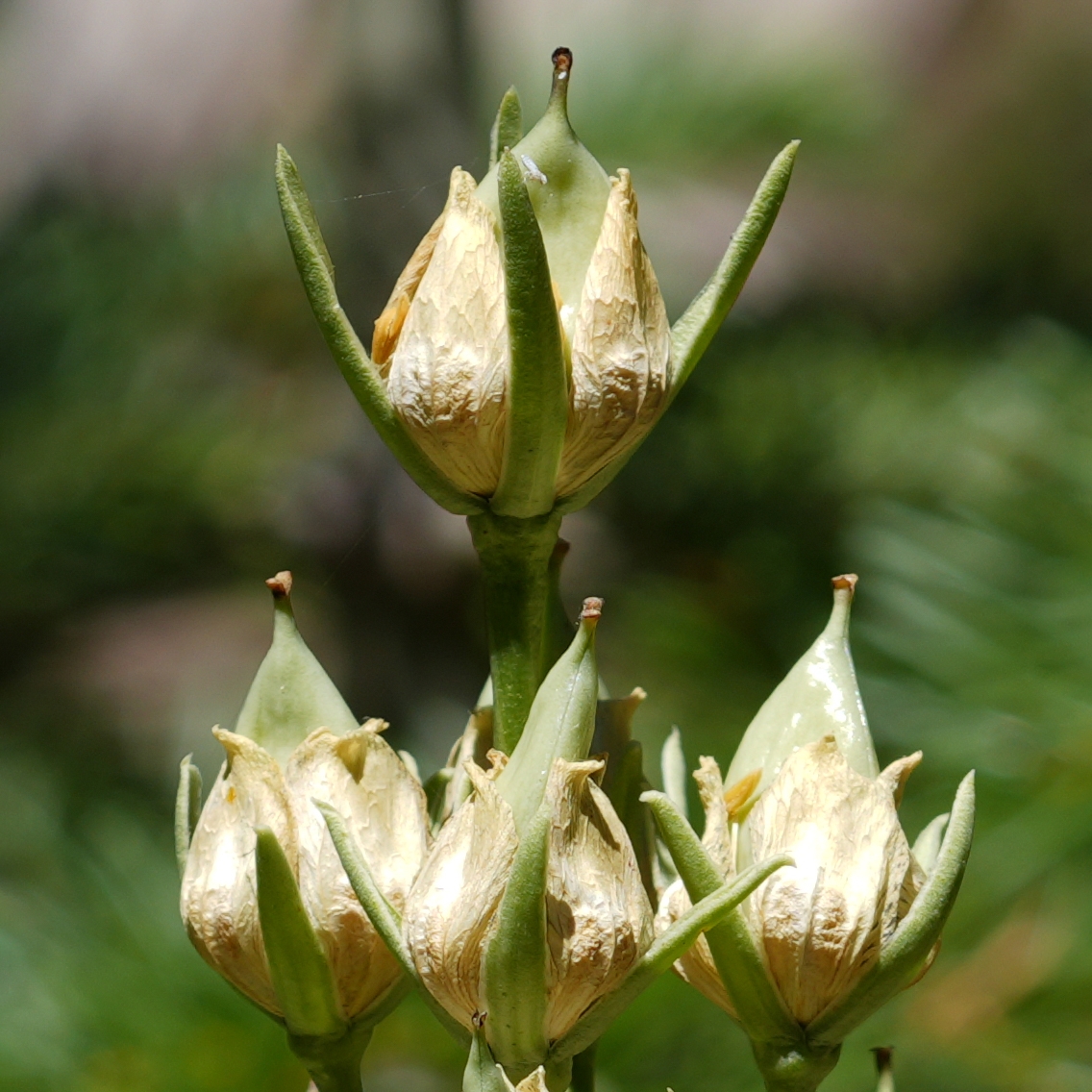 Frasera speciosa