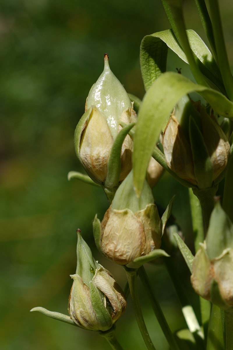 Frasera speciosa